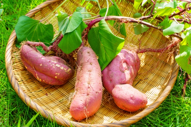 茨城県　干し芋　おすすめ　さつまいも畑