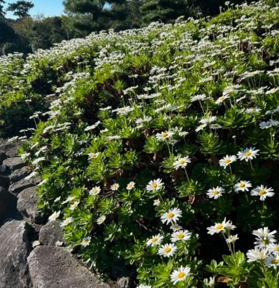 茨城県民の日　茨城県天心記念五浦美術館