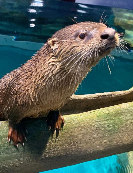 茨城県民の日　アクアワールド茨城県大洗水族館