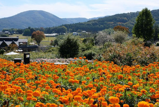 茨城県民の日　いばらきフラワーパーク