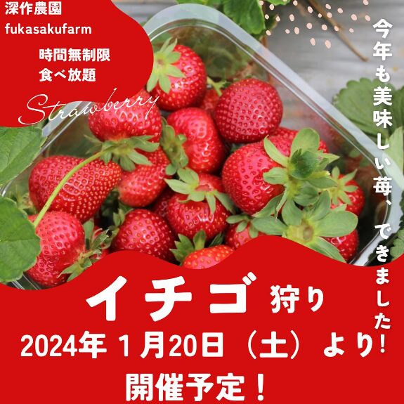 2024年　茨城県いちご狩り　深作農園