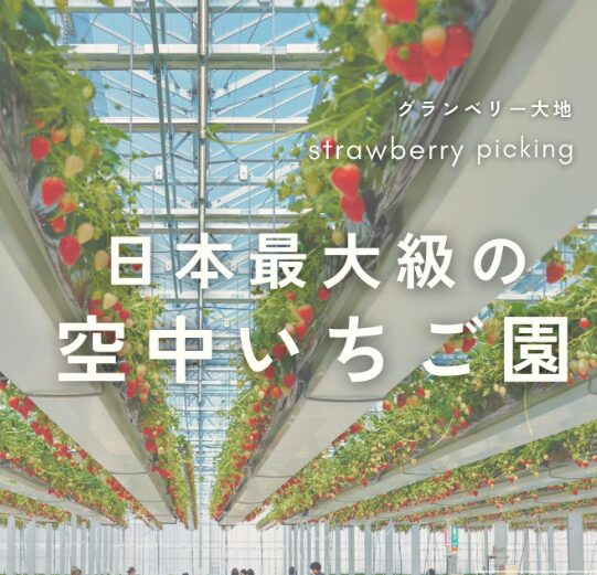 2024年茨城県　いちご狩り　グランベリー常総