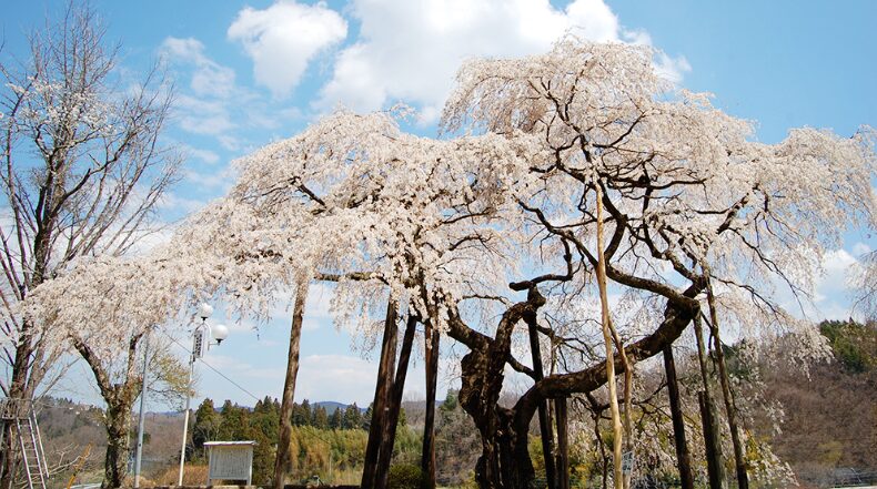 2024茨城県　桜情報　大子町