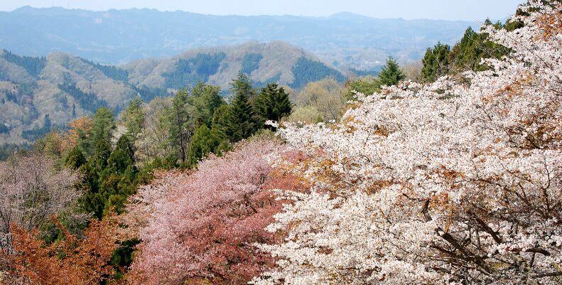 2024年　茨城県桜情報　沓掛峠の山桜