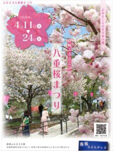 2024　茨城県桜情報　八重桜まつり