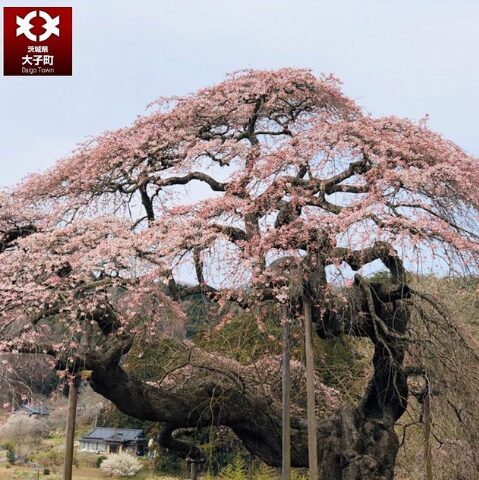 2024茨城県　桜情報　大子町しだれ桜