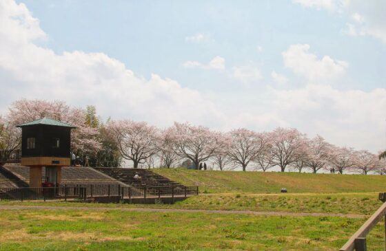 2024茨城県　桜情報　辰ノ口公園