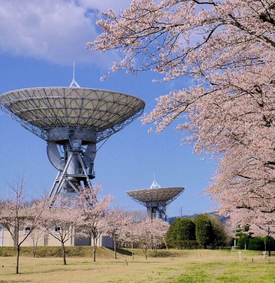 2024茨城県　桜情報　高萩さくら宇宙公園