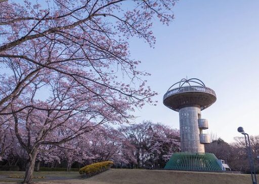 2024茨城県　桜情報　日立十王パノラマ公園