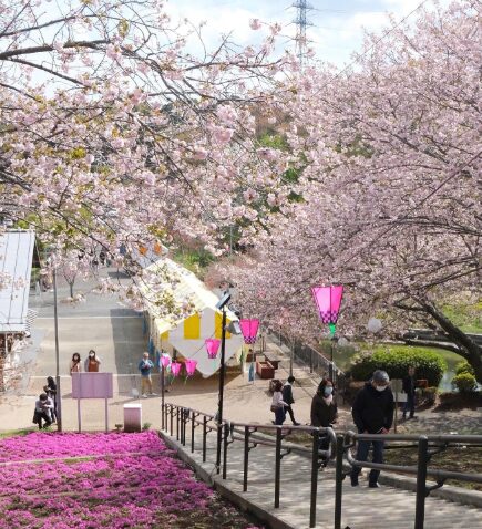 2024茨城県　桜情報　那珂 静峰ふるさと公園