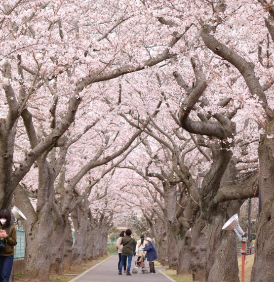 2024茨城県　桜情報　東海村 阿漕ケ浦公園