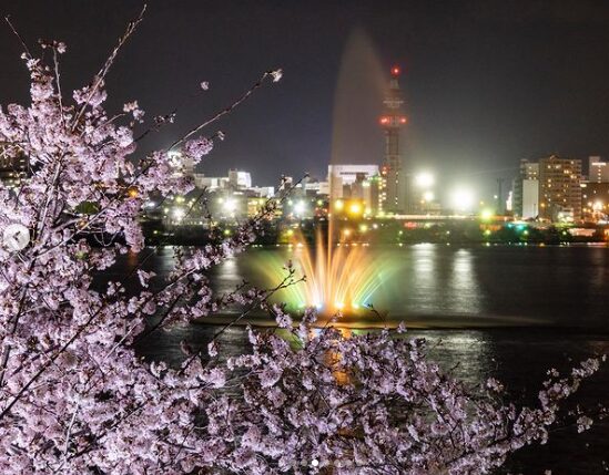 2024年　茨城県　桜情報　水戸千波湖