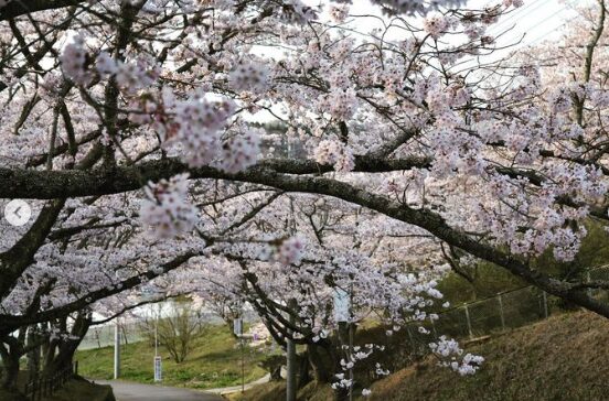 2024年茨城県　桜情報　常陸太田　ひたちおおたさくらまつり