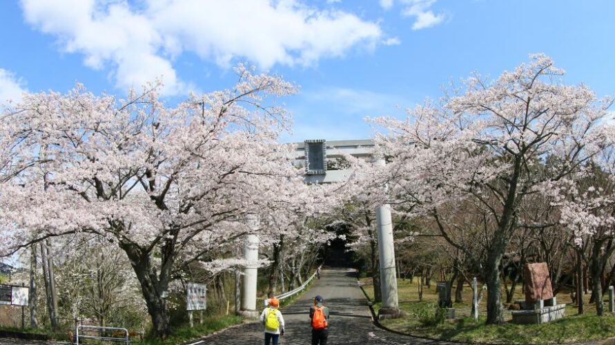 2024年茨城県　桜情報　笠間　愛宕山周辺