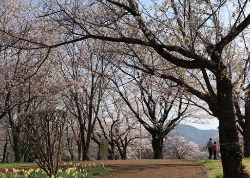 2024年茨城県　桜情報　桜川　磯部桜川公園