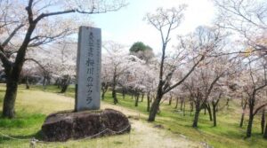 2024年　茨城県桜情報　桜川の桜まつり