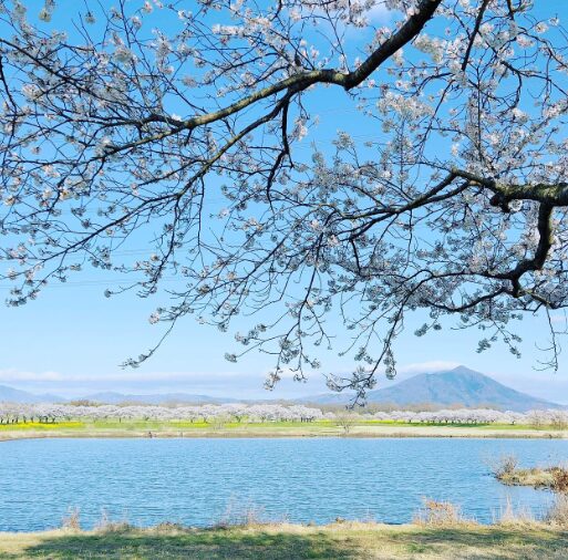 2024年茨城県　桜情報　筑西　母子島遊水地