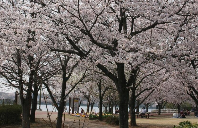 2024年茨城県　桜情報　下妻　観桜苑