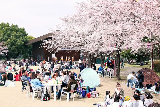 2024年茨城県　桜情報　古河　ネーブルパーク