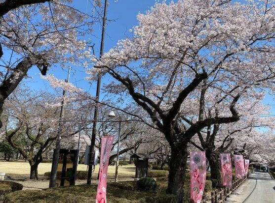 2024年茨城県　桜情報　結城市　城跡歴史公園