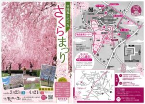 2024年茨城県　桜情報　石岡常陸風土記の丘