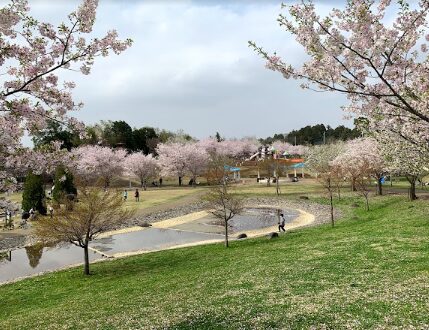 2024年茨城県　桜情報　つくばみらい市2024