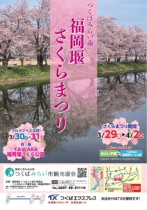 2024年茨城県　桜情報　つくばみらい市YAWARA福岡