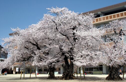 2024年茨城県　桜情報　土浦　真鍋小学校