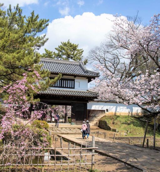 2024年茨城県　桜情報　土浦　亀城公園