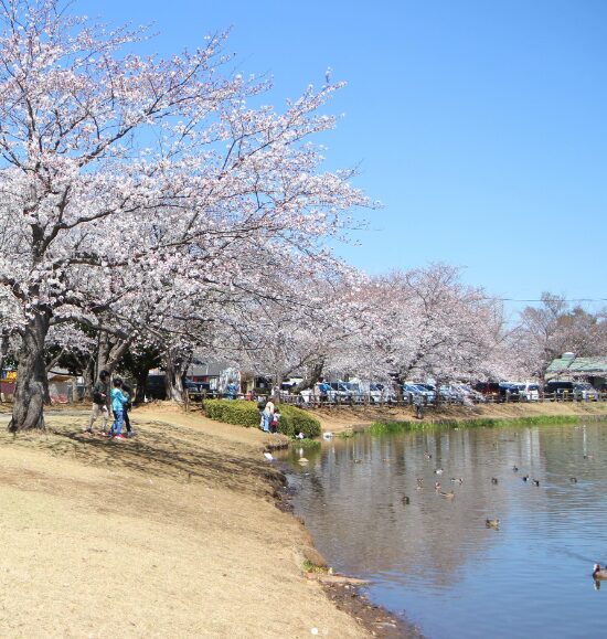 2024年茨城県　桜情報　土浦乙戸沼公園