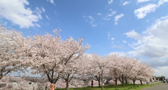 2024年茨城県　桜情報　利根川桜づつみ２