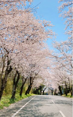 2024年茨城県　桜情報　行方市　沖洲地区２