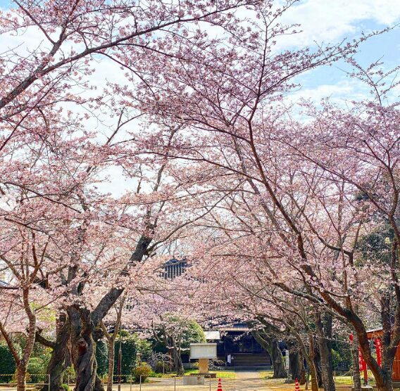 2024年茨城県　桜情報　行方市　西連寺