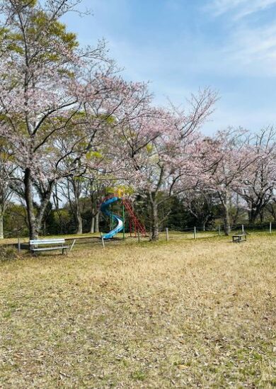 2024年茨城県　桜情報　行方市　羽黒山公園