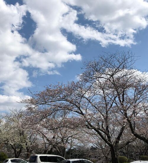 2024茨城県　桜情報　潮来　権現山公園