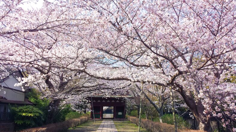 2024年茨城県　桜情報　潮来長勝寺