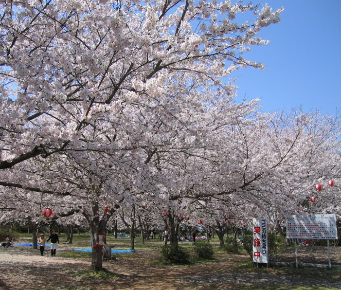 2024年茨城県　桜情報　鹿嶋　城山公園